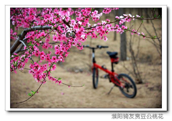 几张内黄桃花骑行小景