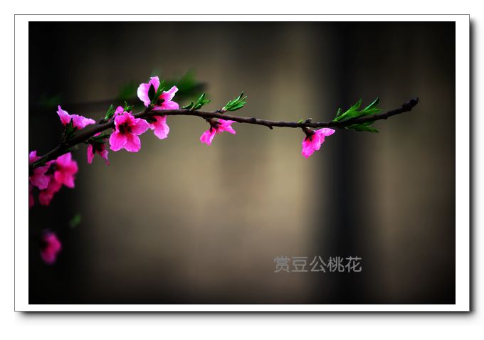 几张内黄桃花骑行小景