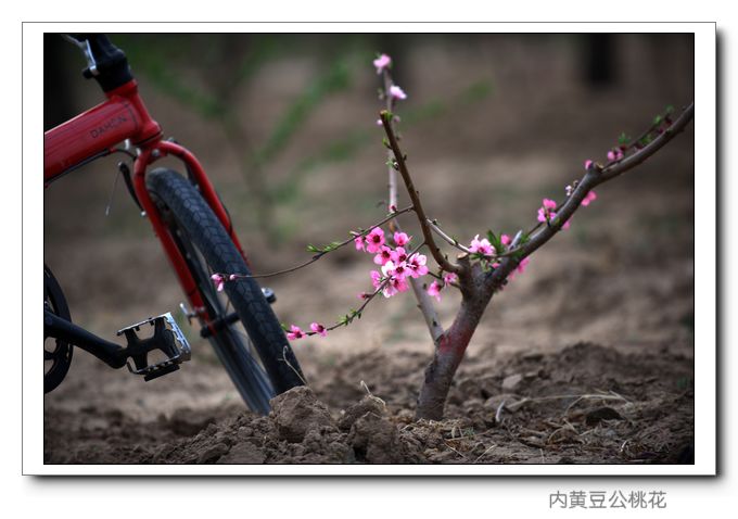 几张内黄桃花骑行小景