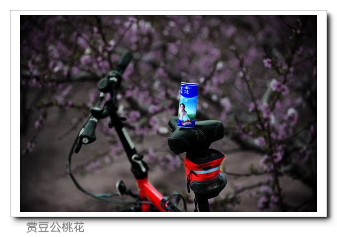 几张内黄桃花骑行小景