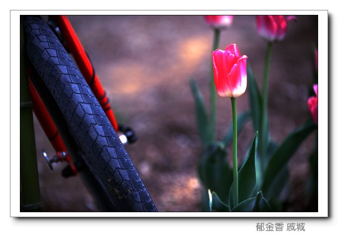 几张戚城郁金香片片