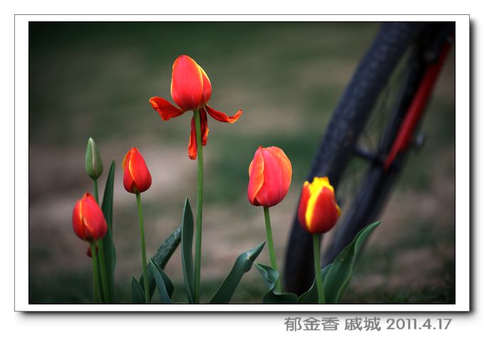 几张戚城郁金香片片