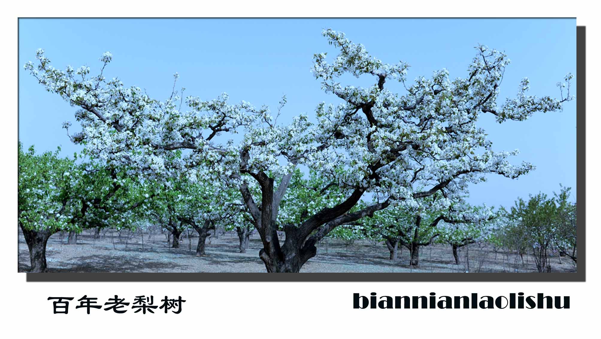 梨花赋（2）