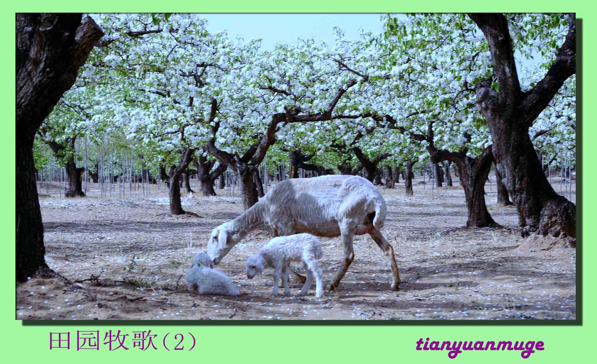 梨花赋（2）
