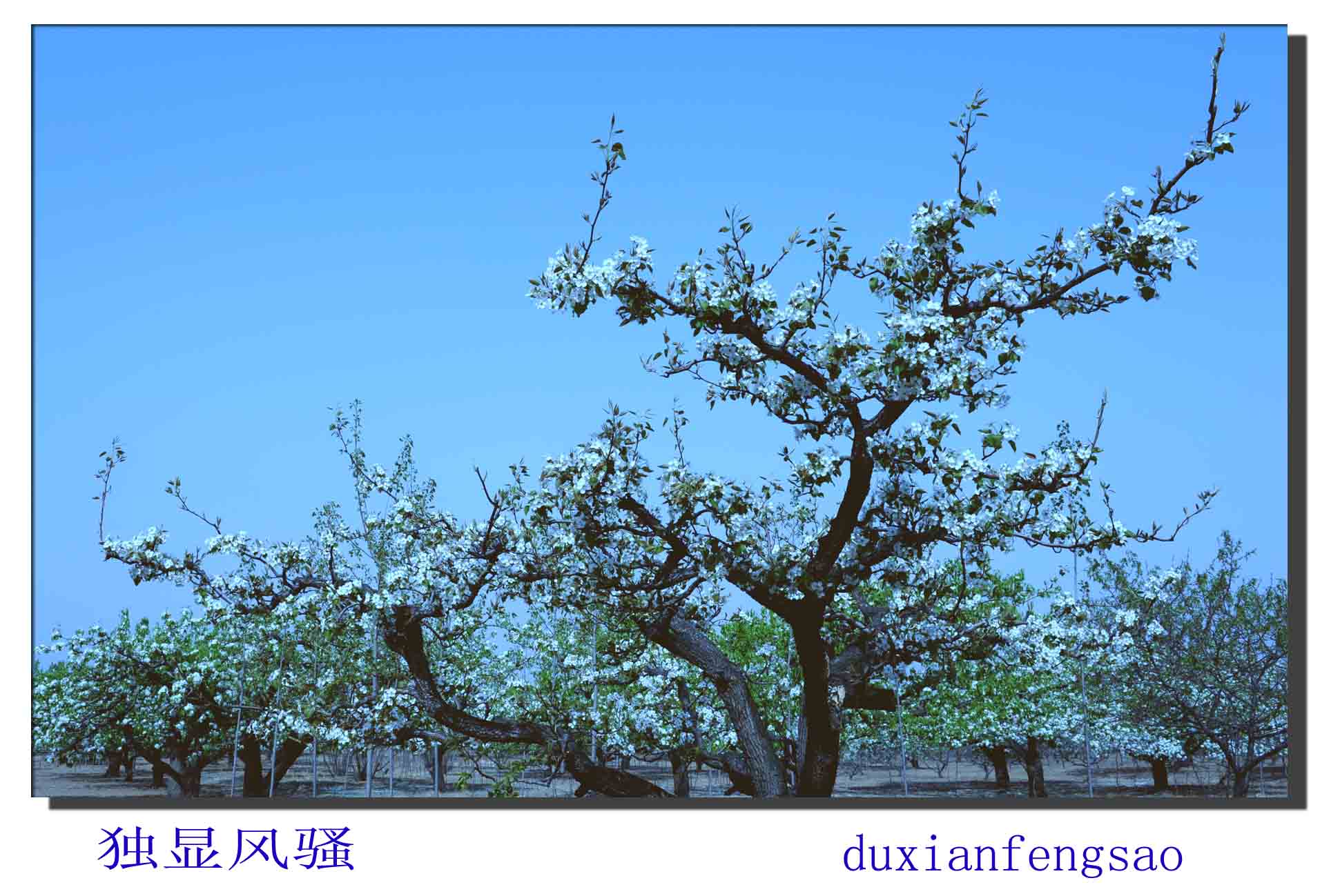 梨花赋（2）