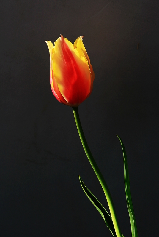 郁金香花蕊小片