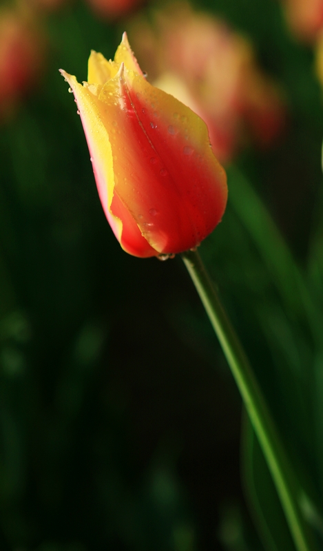 郁金香花蕊小片