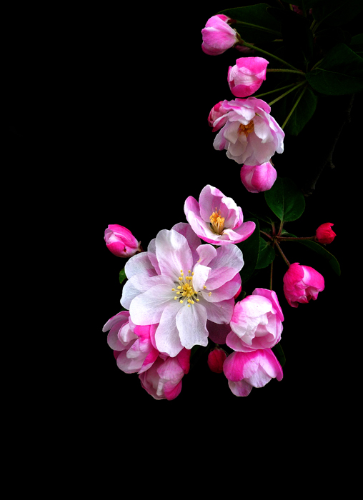 四季有花（超长版）