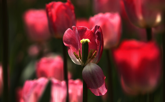 郁金香花蕊小片