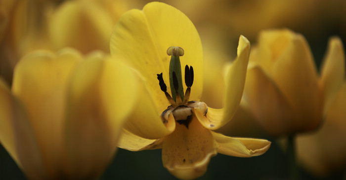 郁金香花蕊小片