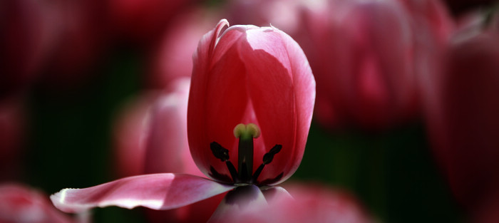 郁金香花蕊小片