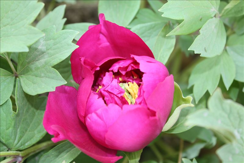 花春