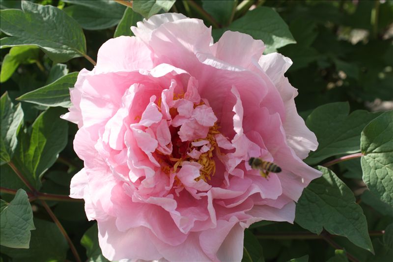 花春