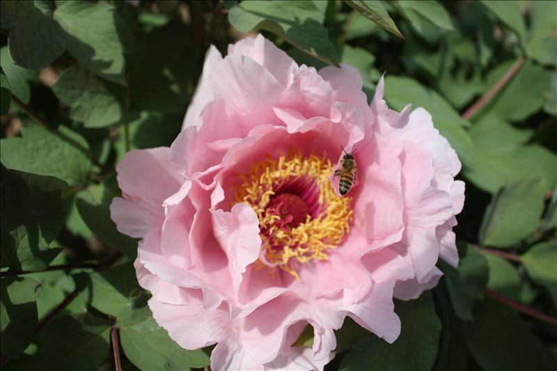 花春