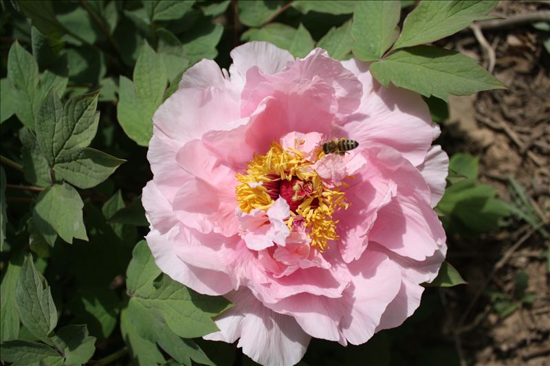 花春