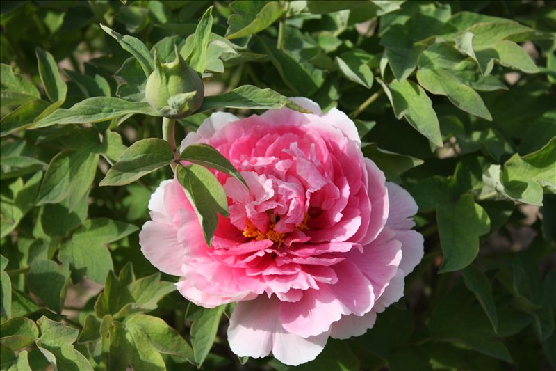 花春