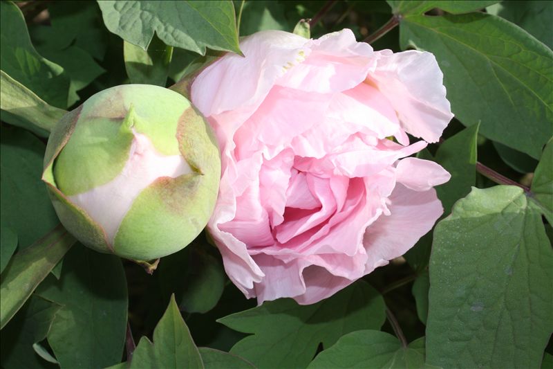 花春