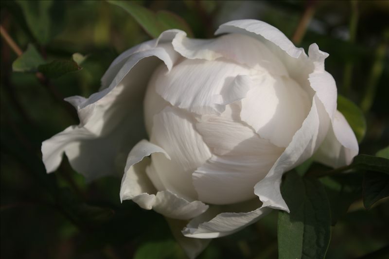 花春