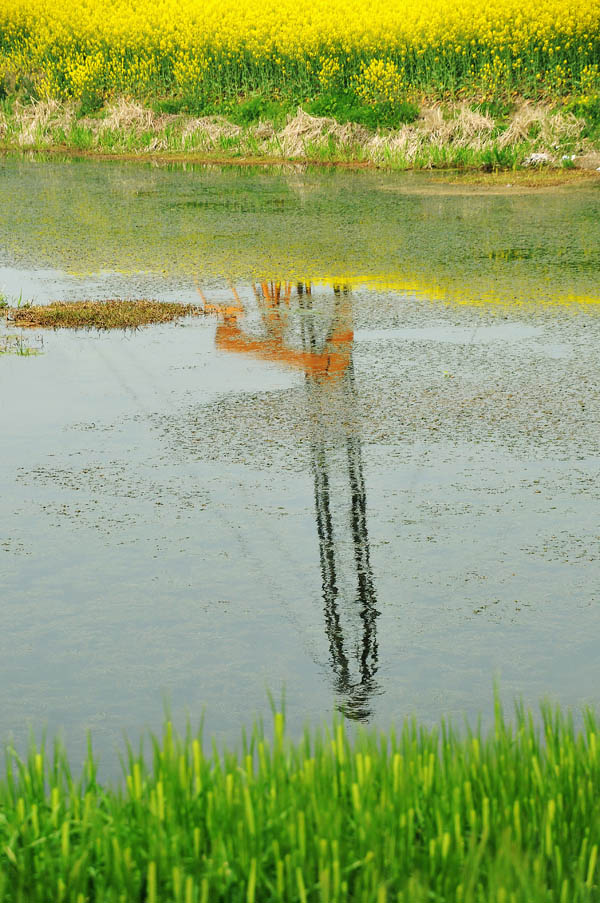 花海采“油”