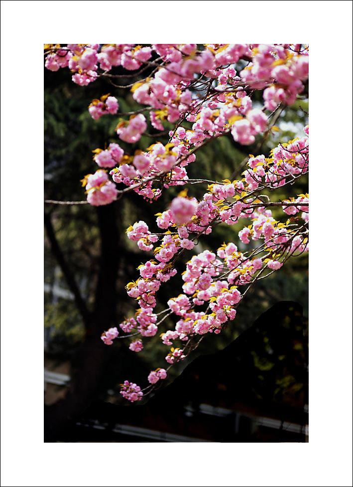 梅兰竹菊花卉帖