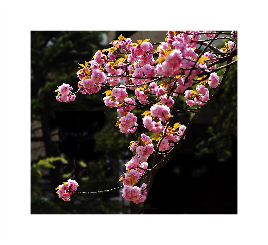 梅兰竹菊花卉帖
