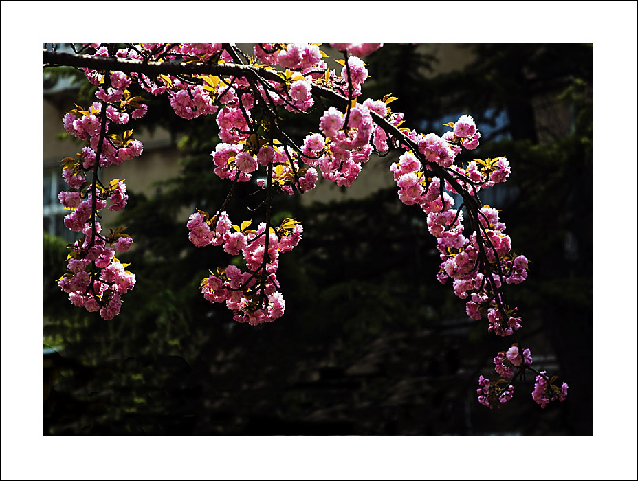 梅兰竹菊花卉帖