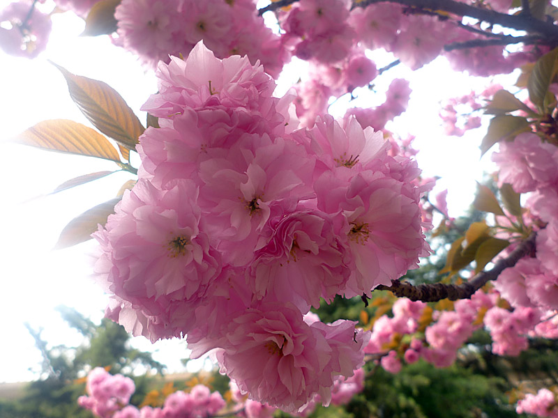 梅兰竹菊花卉帖
