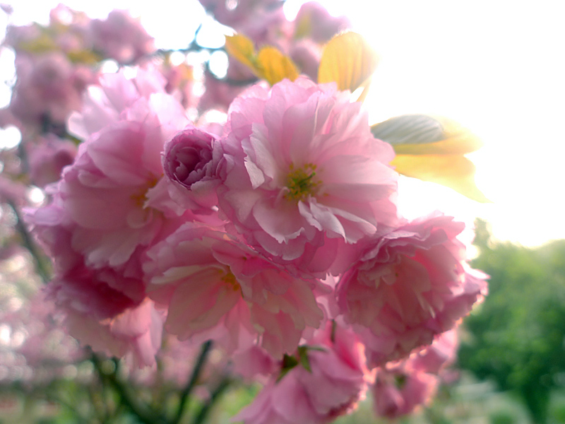 梅兰竹菊花卉帖