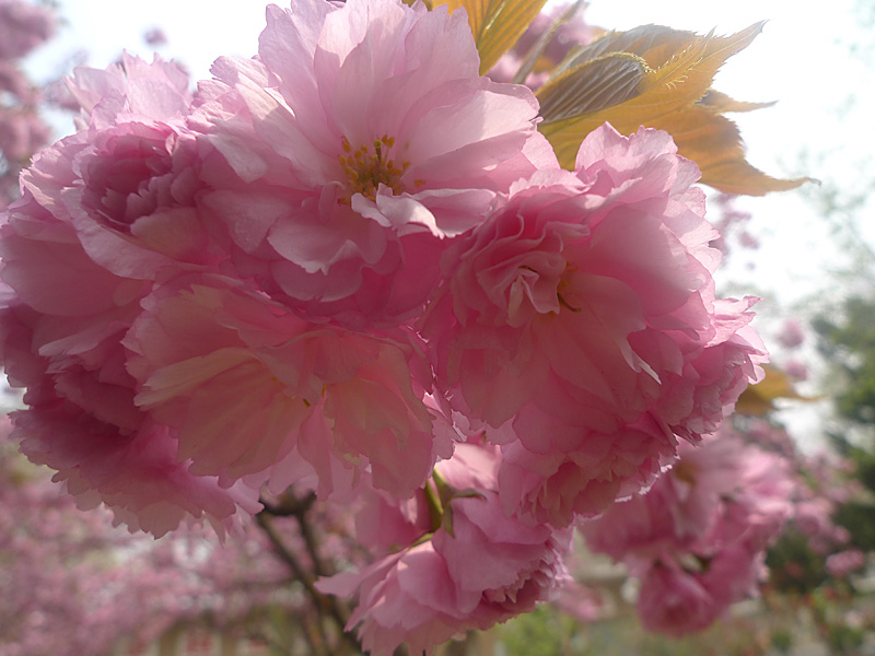 梅兰竹菊花卉帖