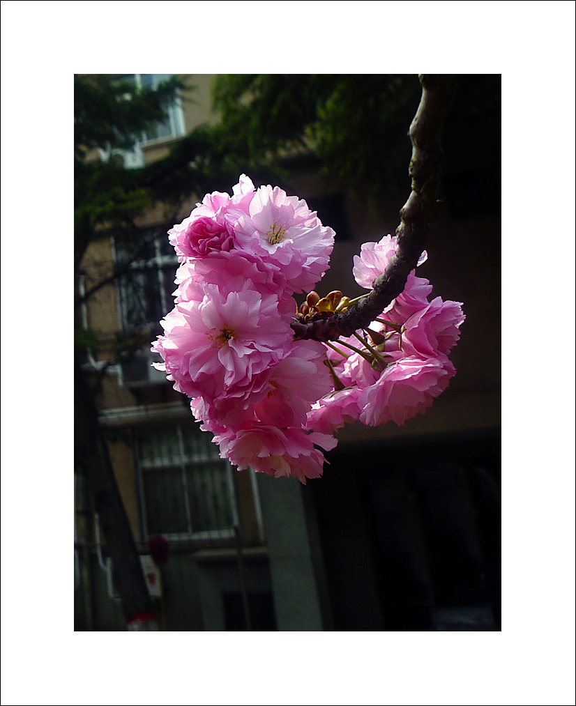 梅兰竹菊花卉帖