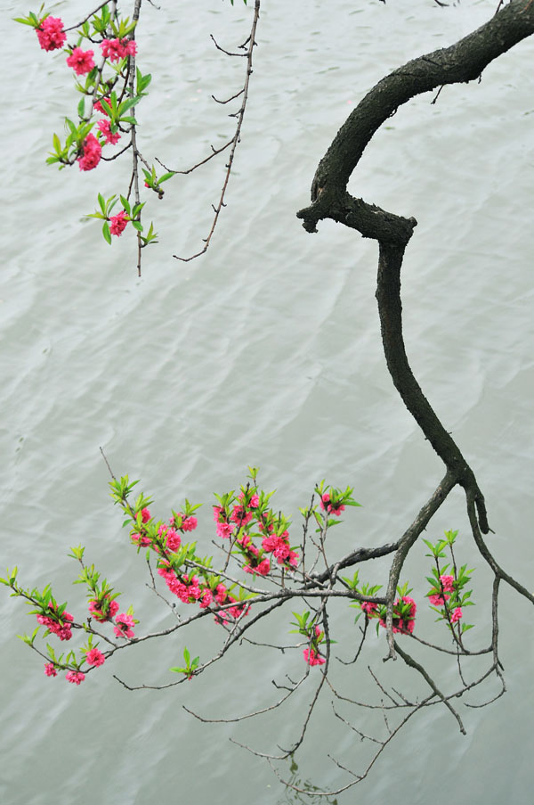 烟花三月下杨州
