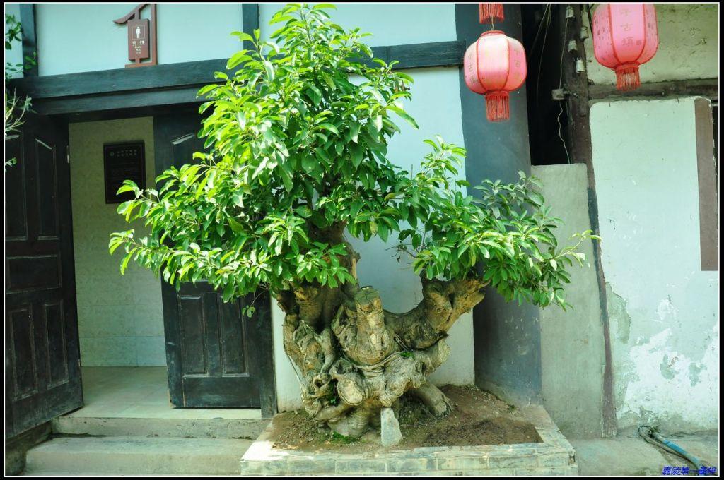嘉陵第一桑梓//周子古镇