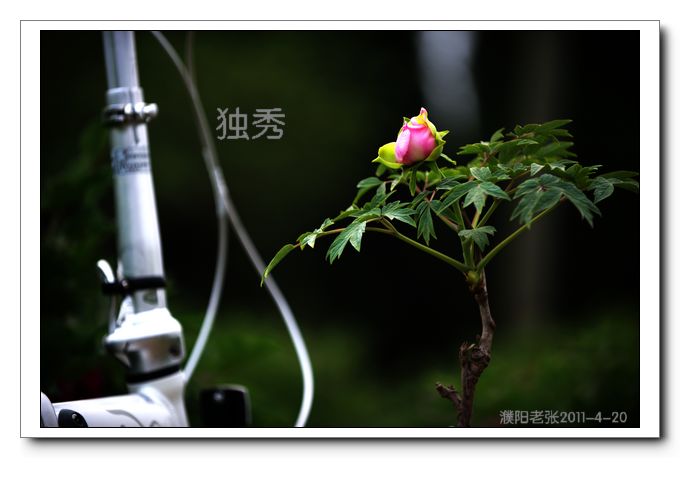 戚城牡丹几张片片，欢迎指点