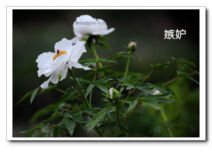 戚城牡丹几张片片，欢迎指点