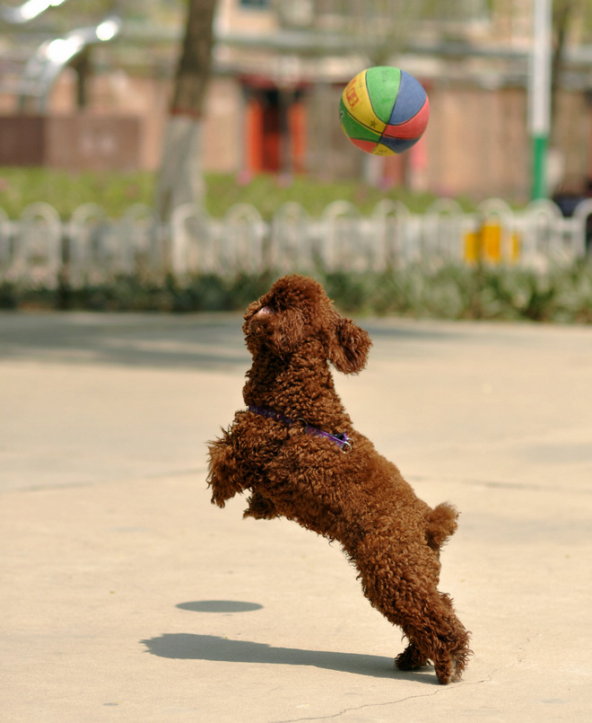 童（犬）趣