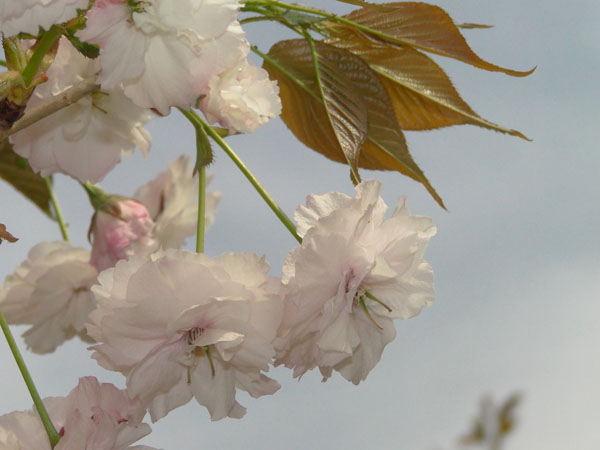 樱花两张