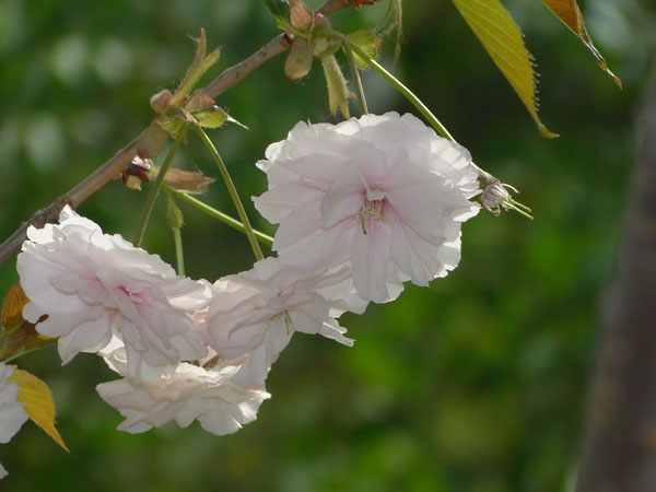樱花两张