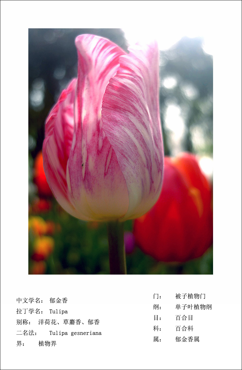 梅兰竹菊花卉帖