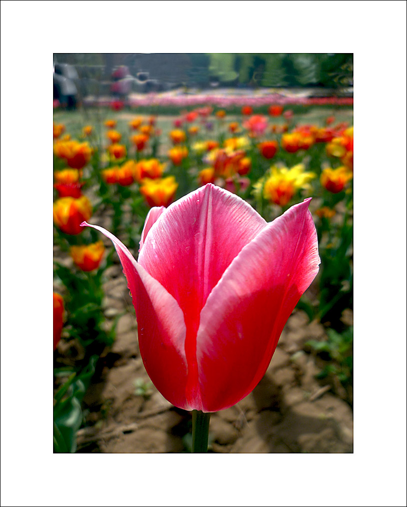 梅兰竹菊花卉帖