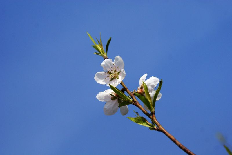 桃花依旧笑春风！