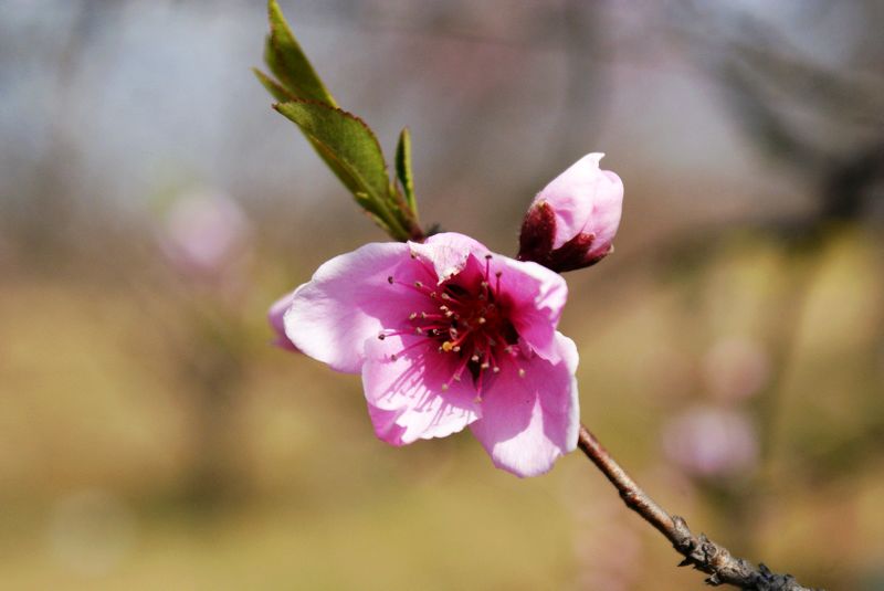 桃花依旧笑春风！