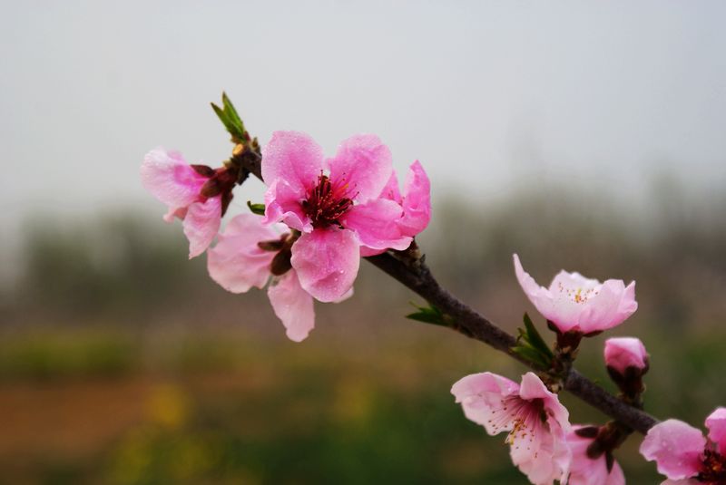 桃花依旧笑春风！