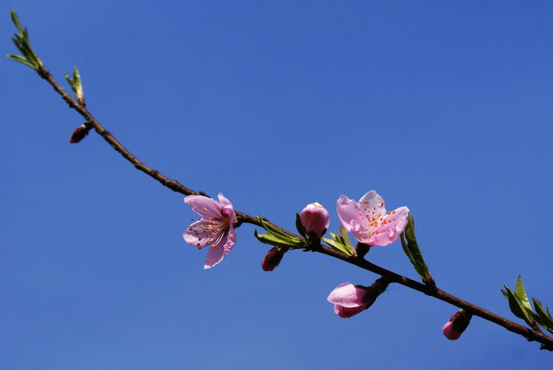 桃花依旧笑春风！