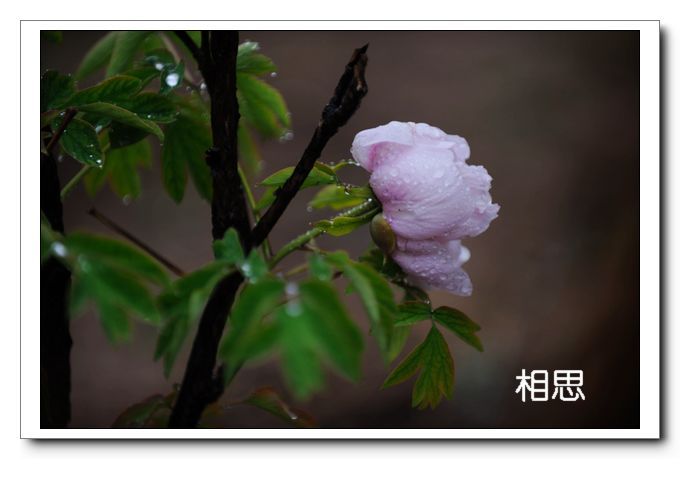 戚城牡丹几张片片，欢迎指点