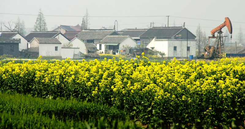 花映油区