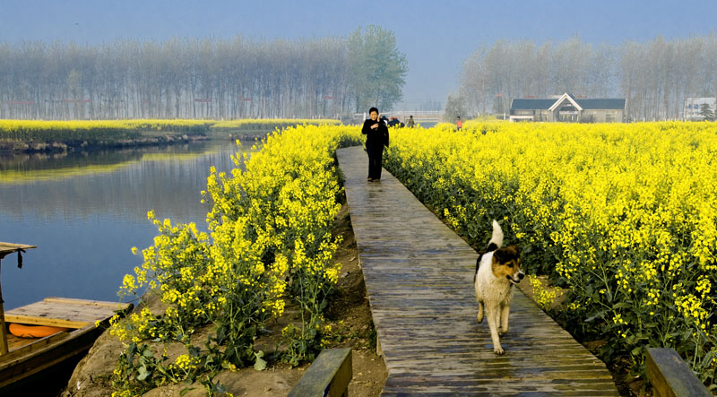 花映油区