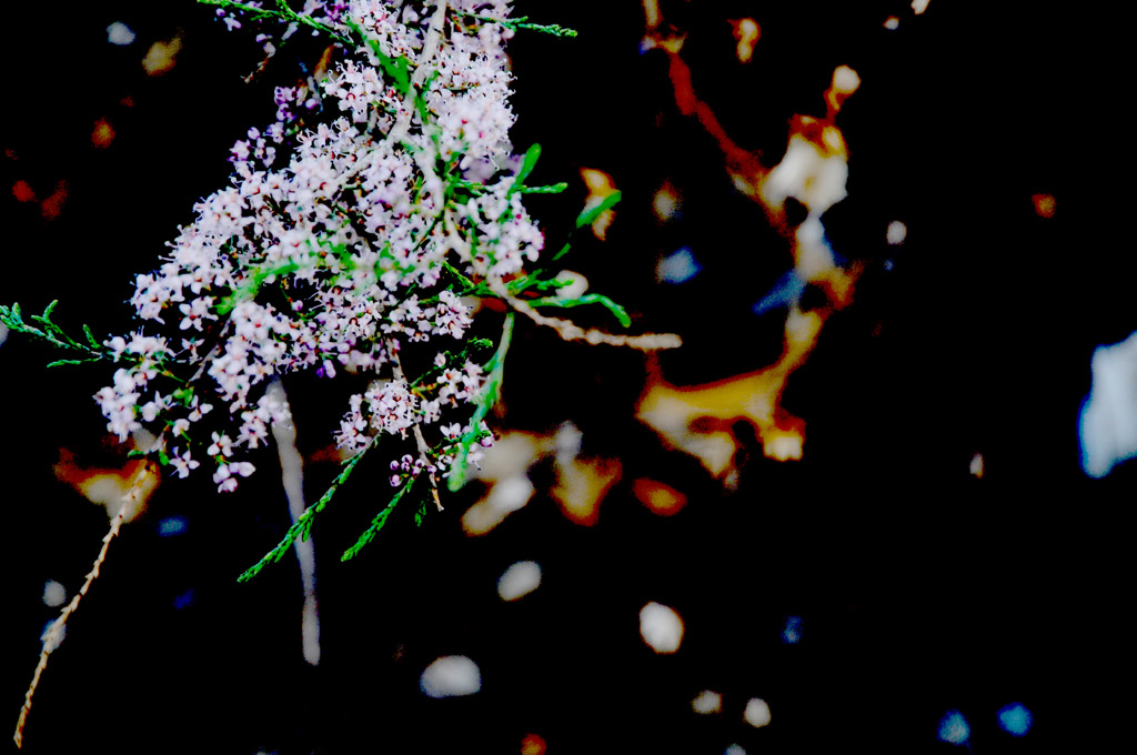 花草