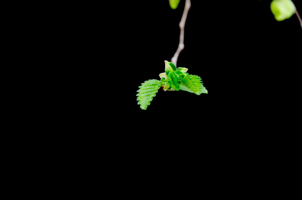 花草