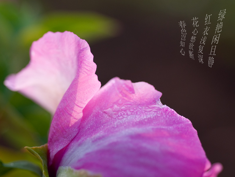 牡丹----我们公司今年开发了牡丹园，欢迎欣赏