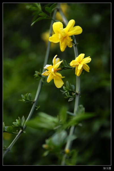 洛阳花